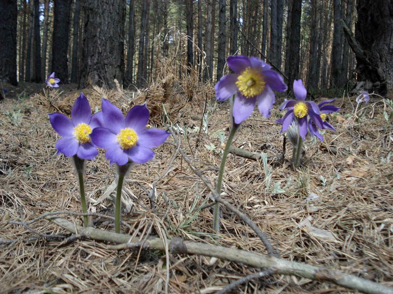 Image of Pulsatilla patens specimen.