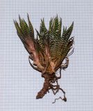 Haworthiopsis attenuata. Часть выкопанного растения. Израиль, Нижняя Галилея, г. Верхний Назарет, цветник. 26.11.2021.