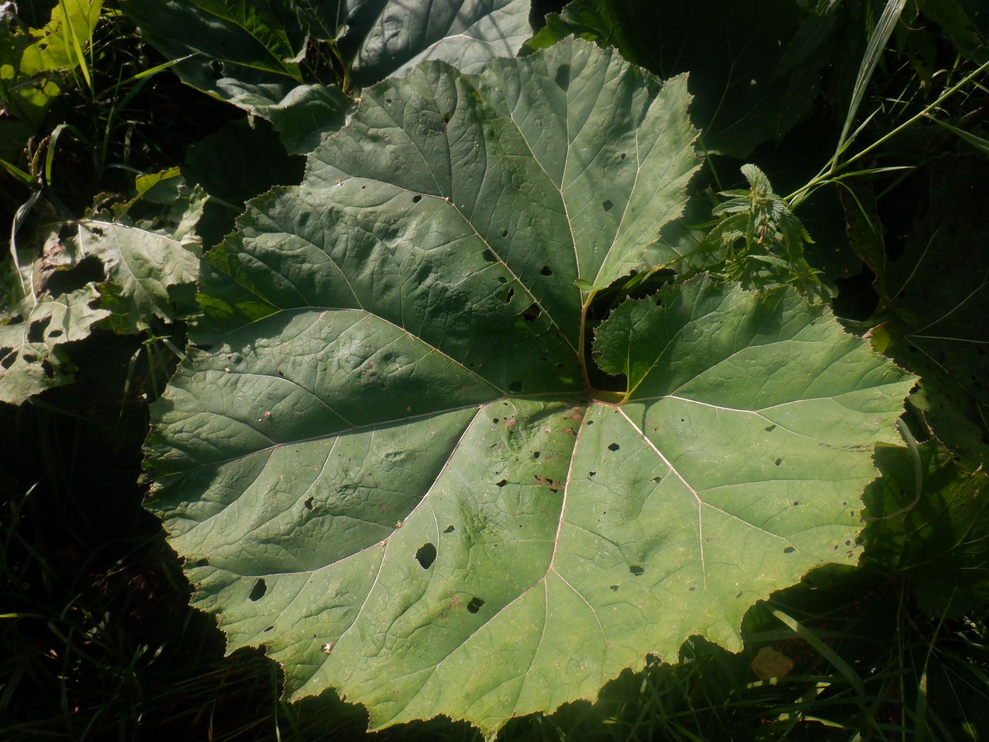 Image of Petasites hybridus specimen.