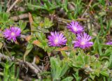 familia Aizoaceae. Цветки и верхушки побегов. Израиль, Шарон, г. Тель-Авив, ботанический сад \"Сад кактусов\". 07.03.2017.