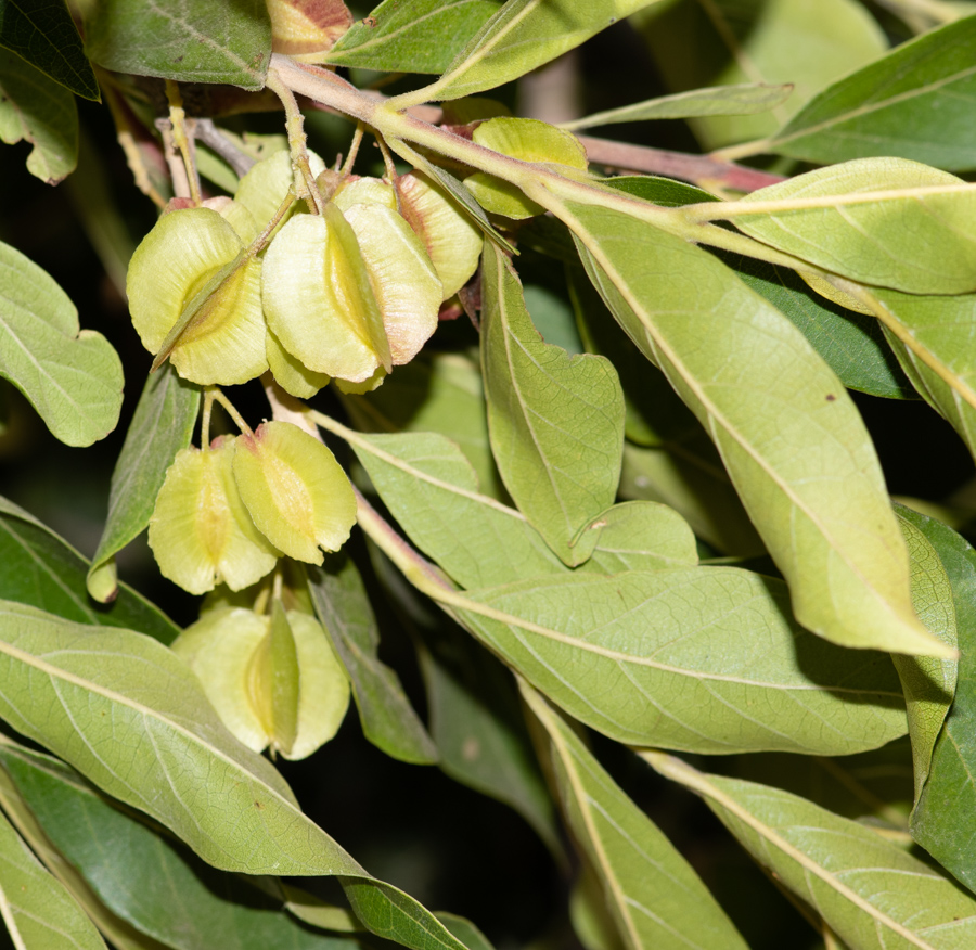 Image of Combretum kraussii specimen.