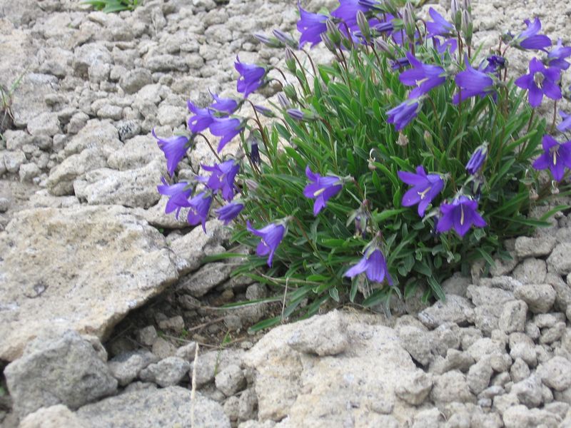 Image of Campanula saxifraga specimen.