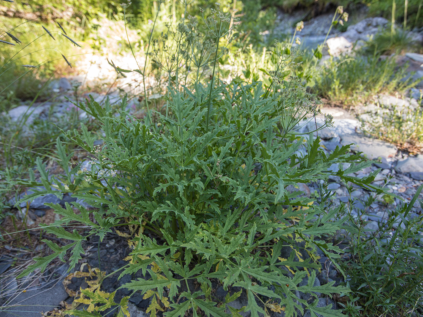 Изображение особи Heracleum freynianum.