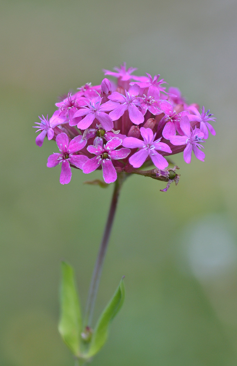 Изображение особи Silene compacta.