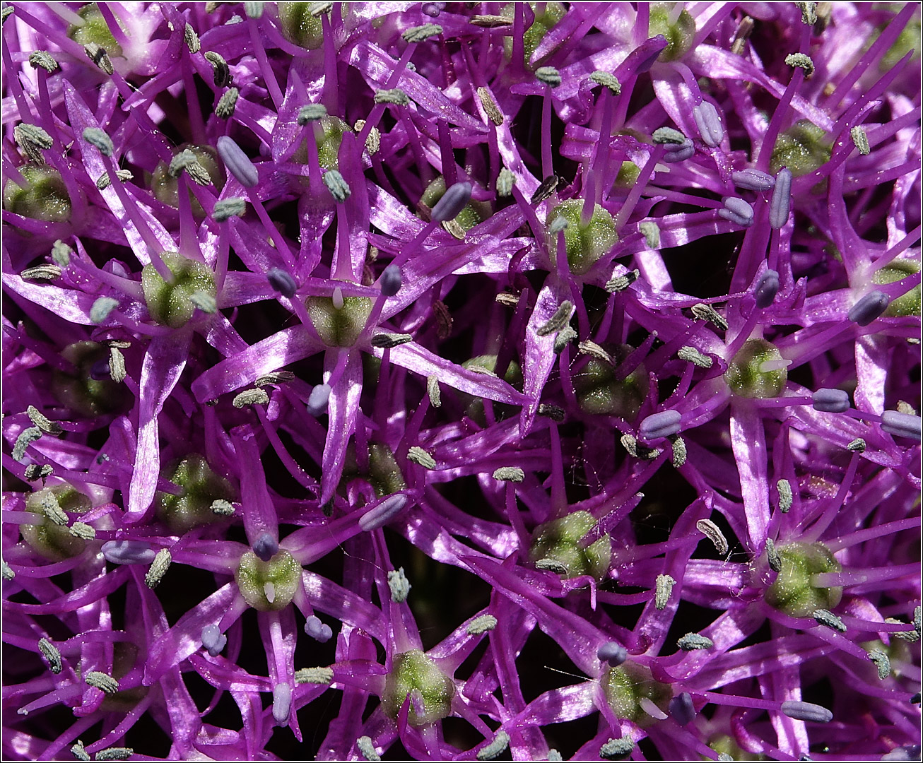 Image of genus Allium specimen.