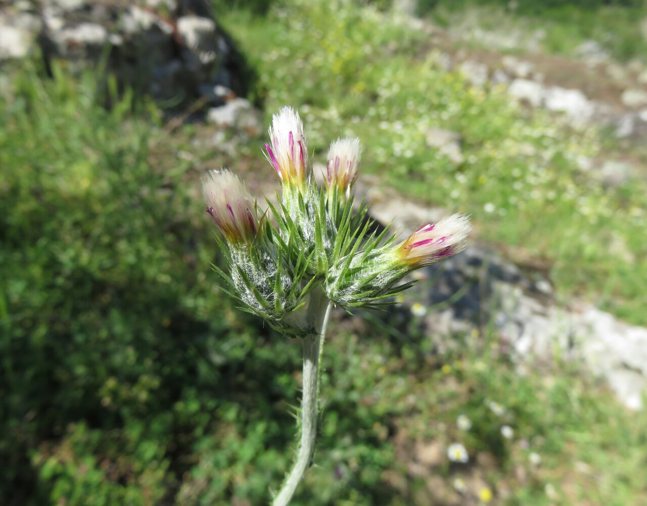 Image of Carduus pycnocephalus specimen.