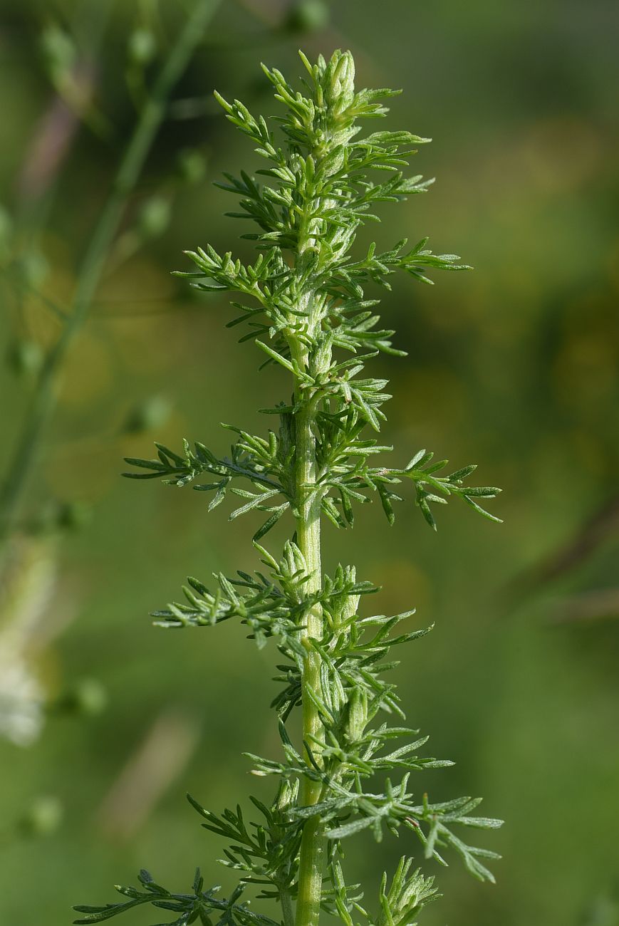 Image of Artemisia chamaemelifolia specimen.