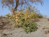 Zygophyllum miniatum. Плодоносящее растение. Узбекистан, Ферганская обл., Язъяванский р-н, Язъяванские пески, частично закреплённые пески. 15 сентября 2022 г.