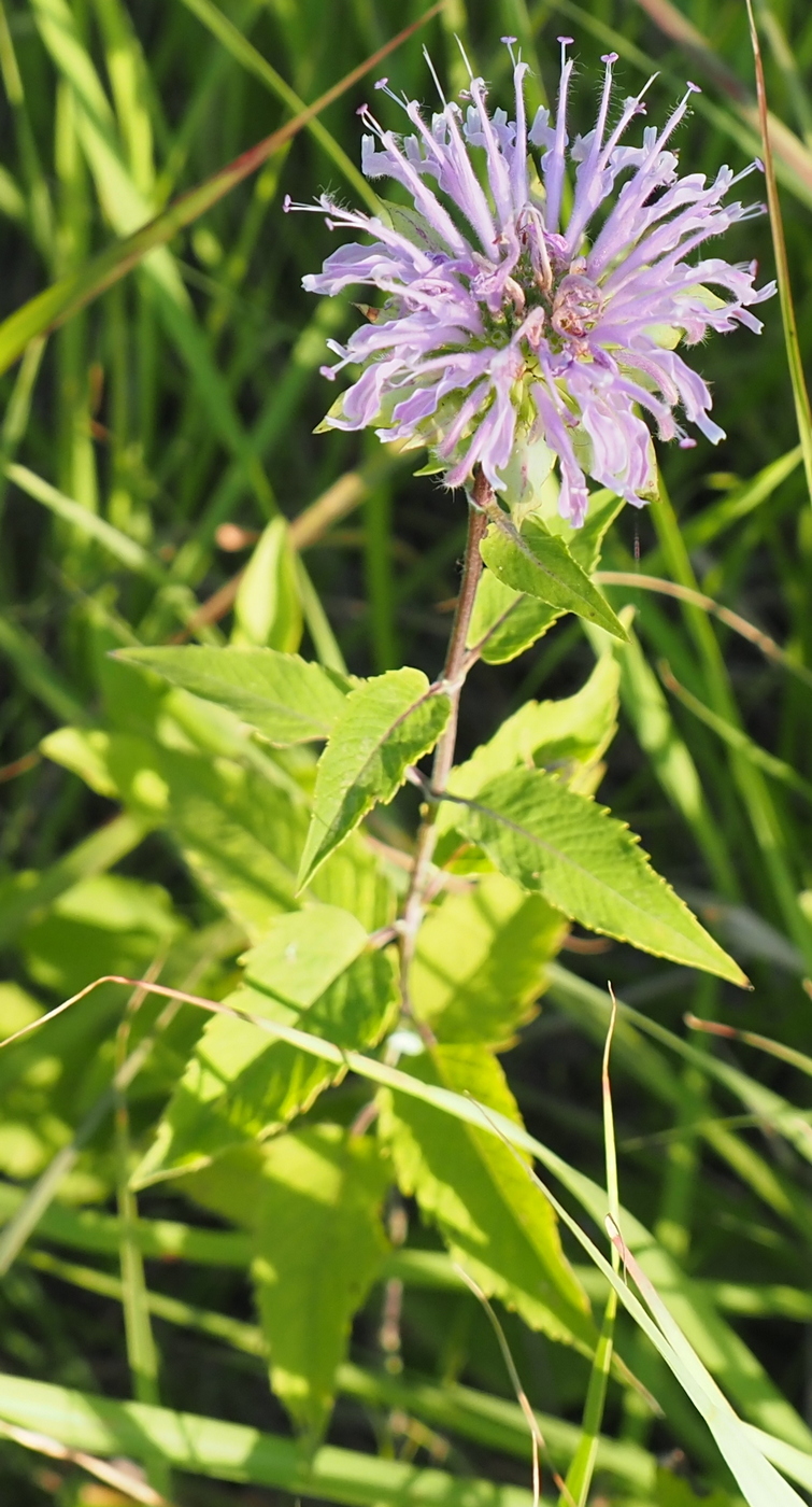 Image of Monarda fistulosa specimen.