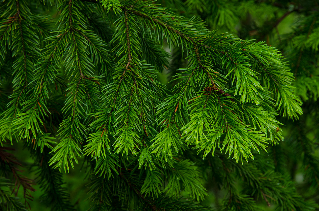 Image of Abies sibirica specimen.