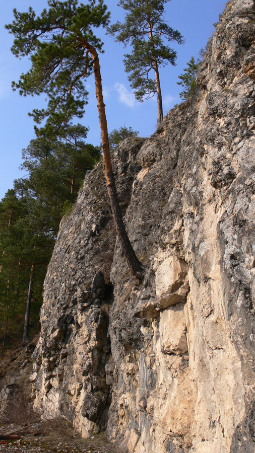 Image of Pinus sylvestris specimen.