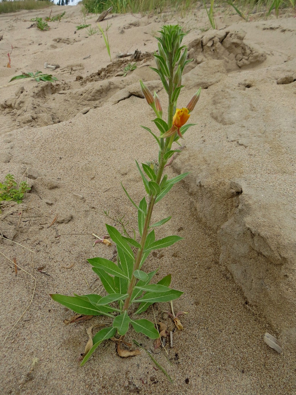 Image of Oenothera depressa specimen.