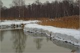 Phragmites australis