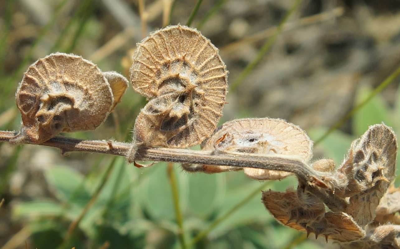 Изображение особи Onobrychis pallasii.