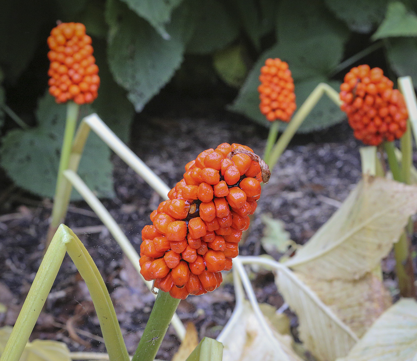 Image of Arisaema komarovii specimen.