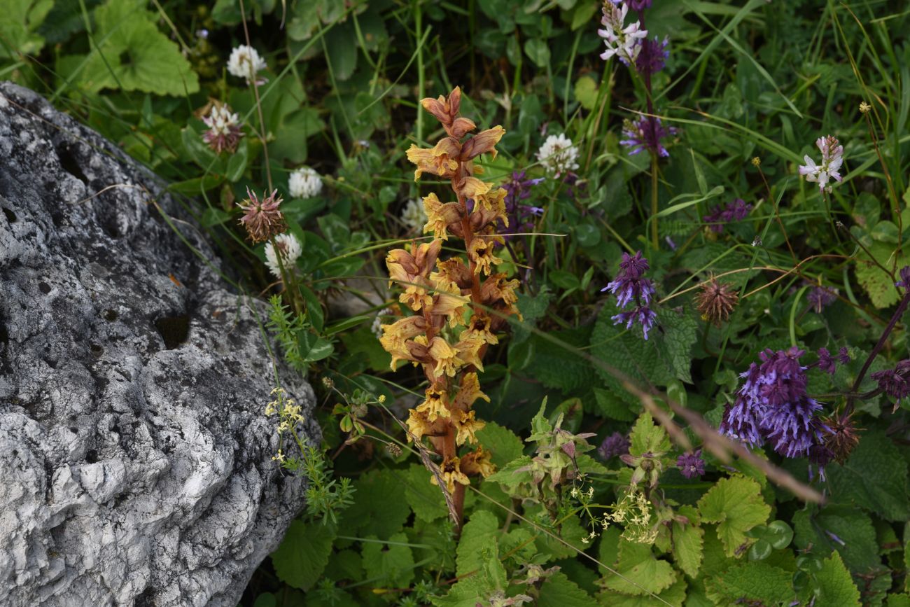 Image of genus Orobanche specimen.