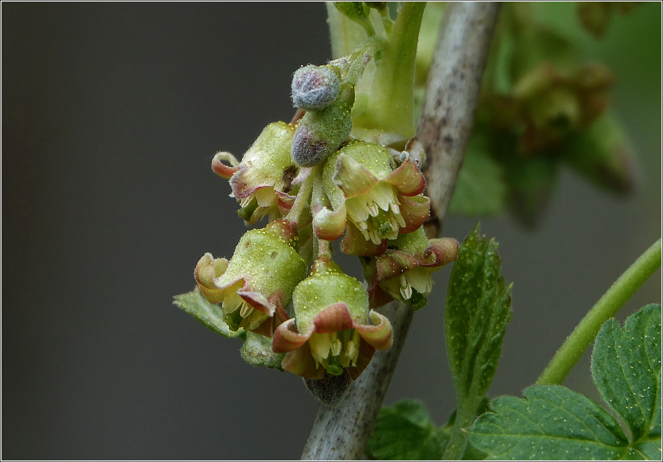 Image of Ribes nigrum specimen.