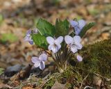 Смотреть изображение Viola selkirkii