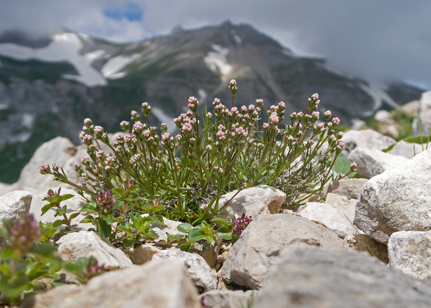 Image of Asperula abchasica specimen.