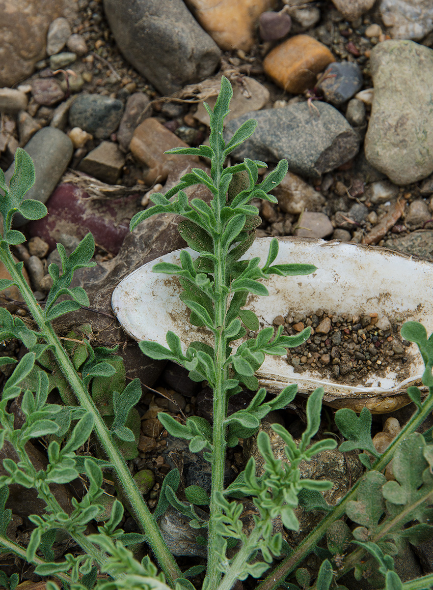 Image of genus Centaurea specimen.