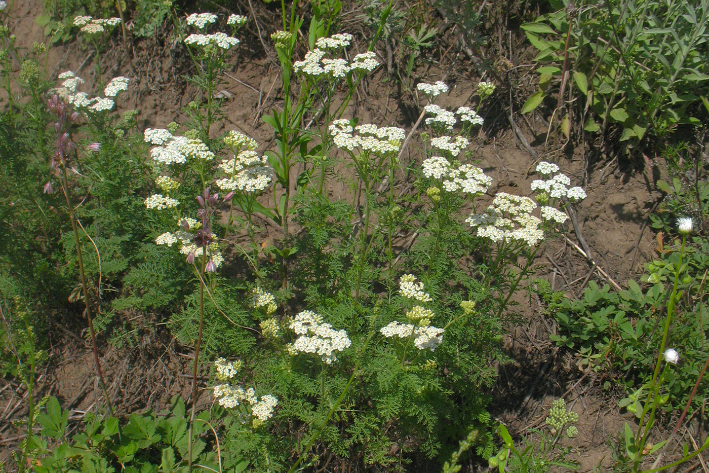 Изображение особи Achillea nobilis.