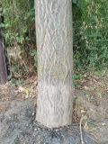 Ailanthus altissima. Нижняя часть ствола, поросшего лишайниками. Волгоград, Красноармейский р-н. 01.08.2023.