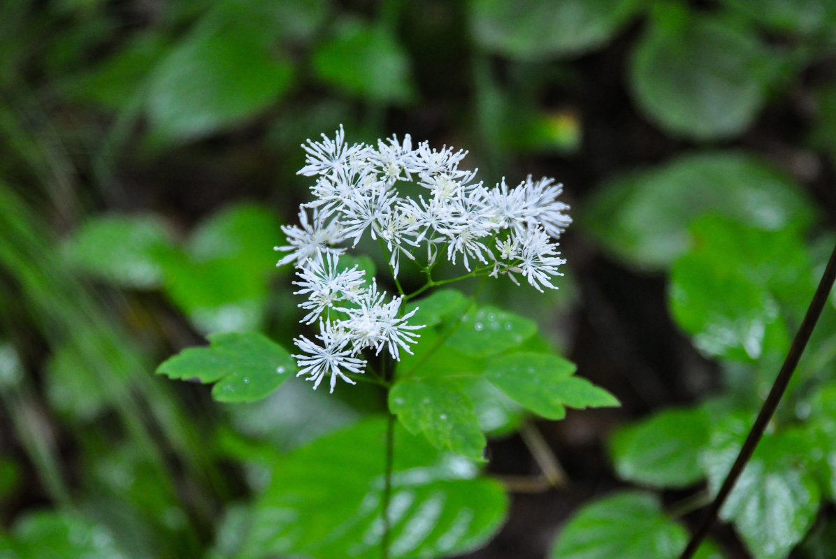 Image of Thalictrum tuberiferum specimen.