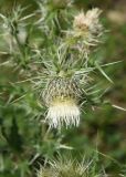 Cirsium echinus