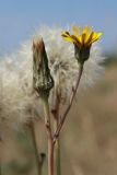 Hypochaeris radicata. Веточка с нераскрывшимся соплодием и соцветием. Беларусь, Витебская обл., южн. окр. пос. Езерище, выкашиваемый суходольный луг. 19.06.2023.