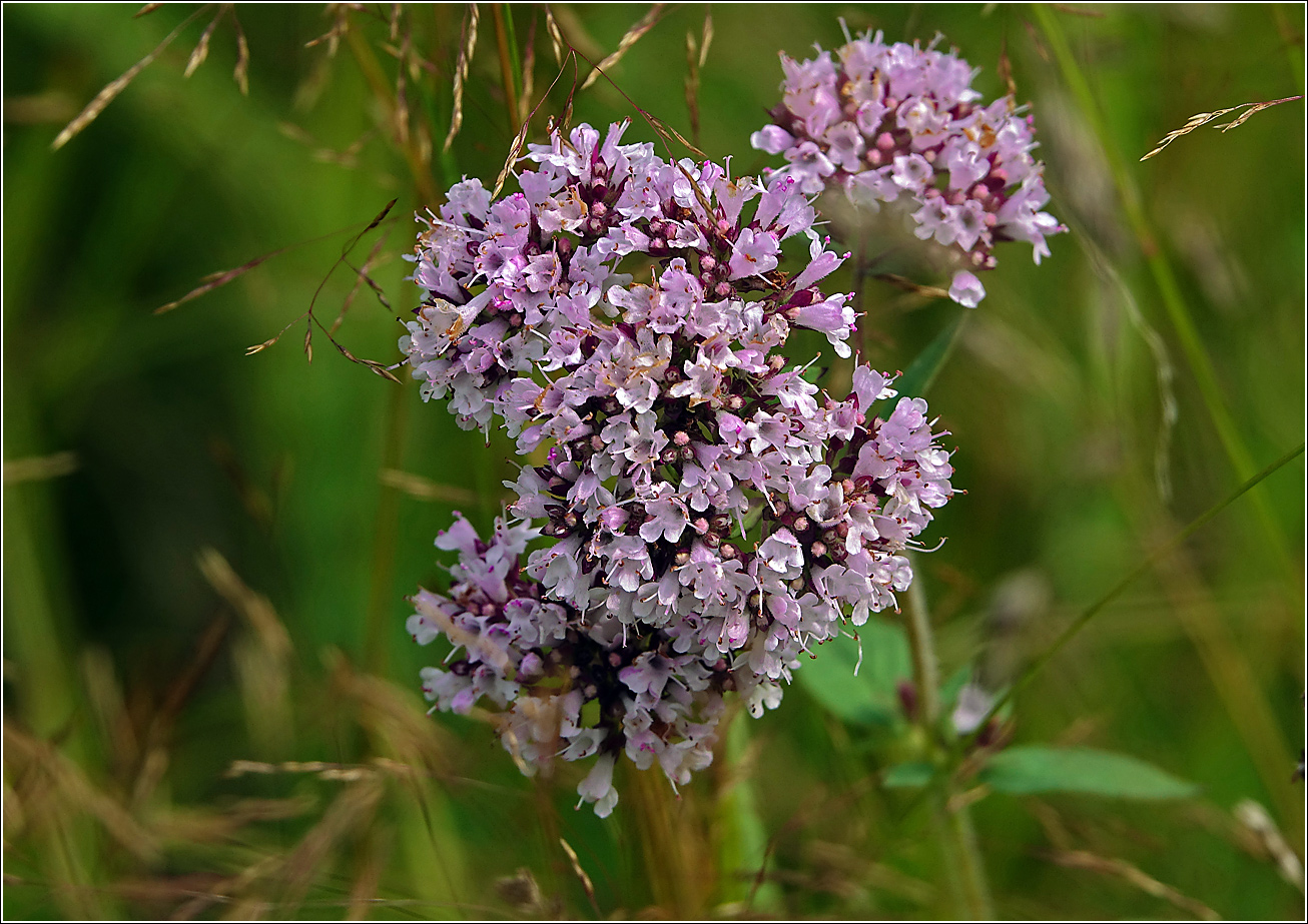 Image of Origanum vulgare specimen.