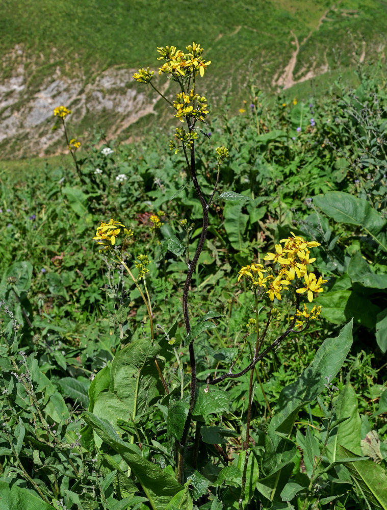 Image of Ligularia thomsonii specimen.