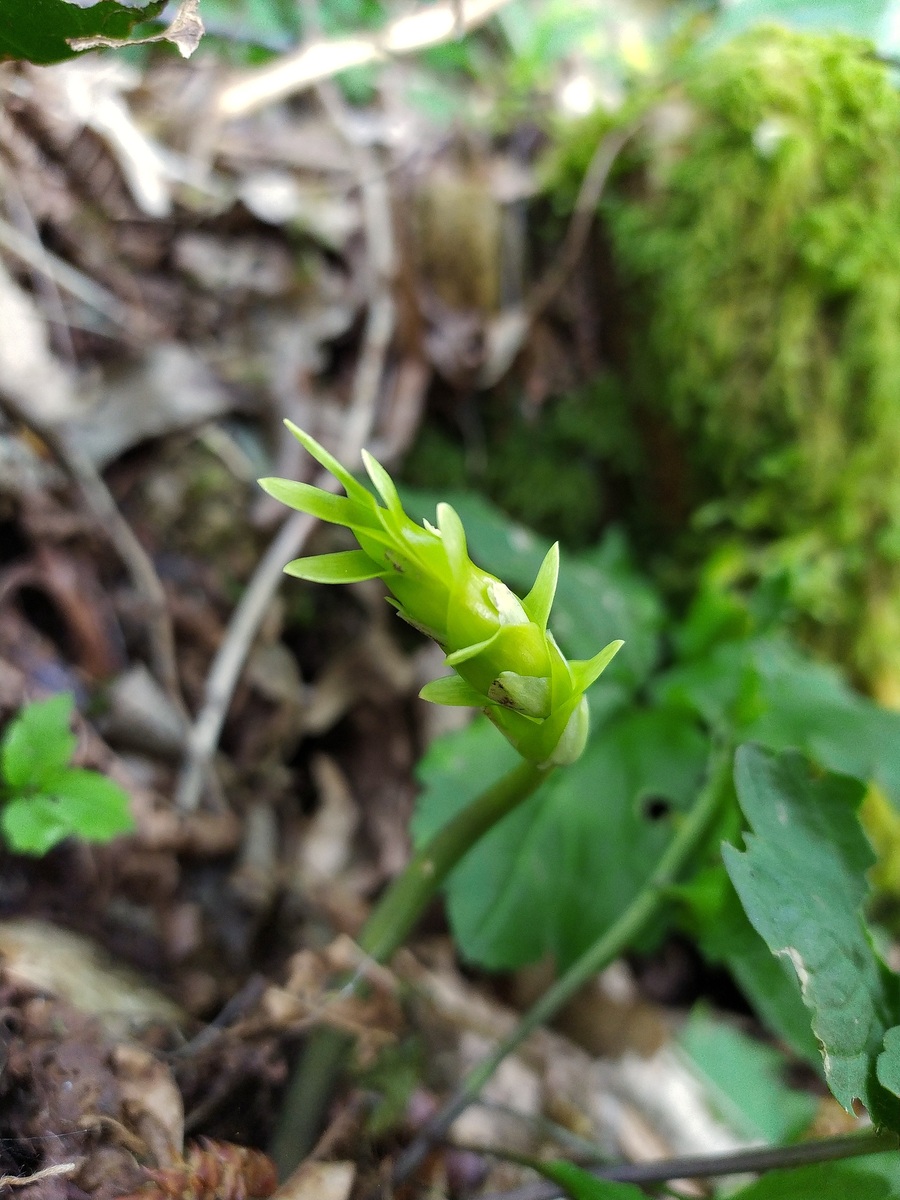 Image of Ruscus colchicus specimen.