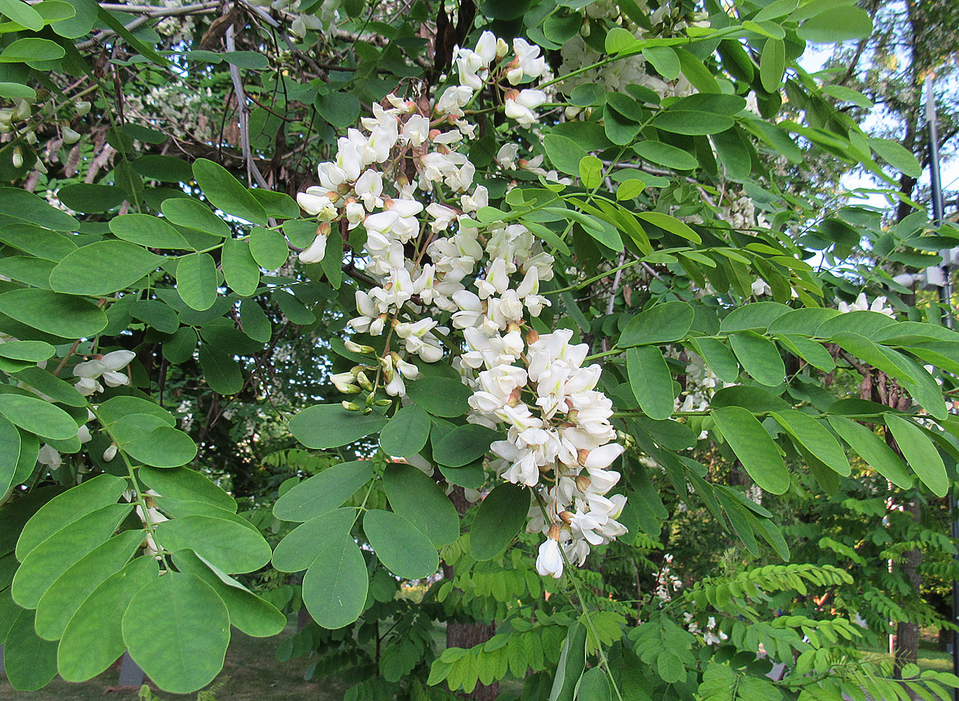 Изображение особи Robinia pseudoacacia.