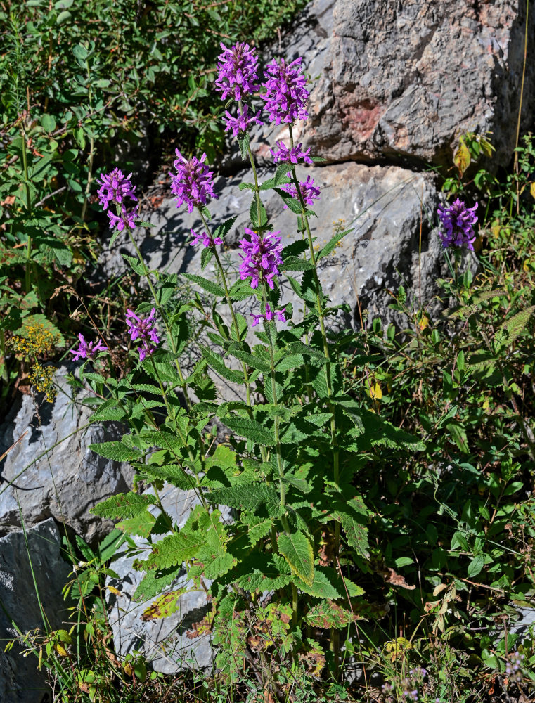 Изображение особи Betonica betoniciflora.