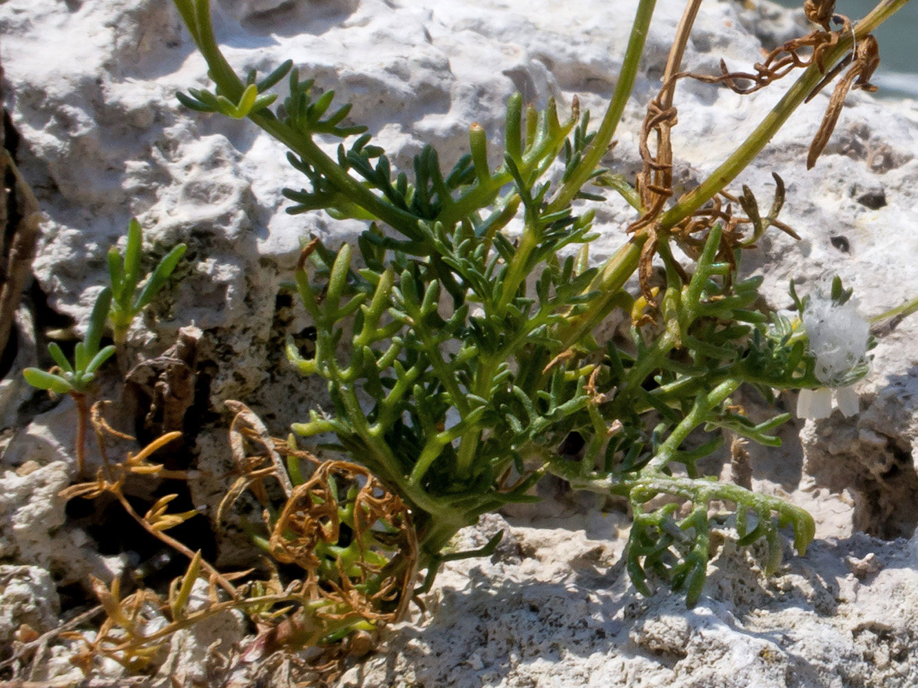 Image of Matricaria recutita specimen.