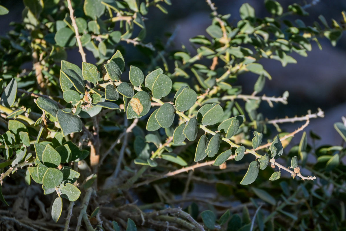 Изображение особи Capparis spinosa.