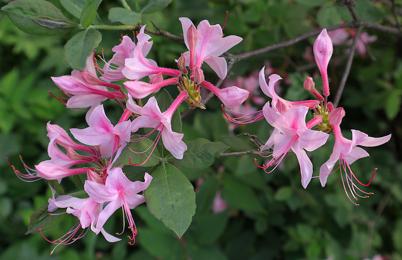 Изображение особи Rhododendron roseum.