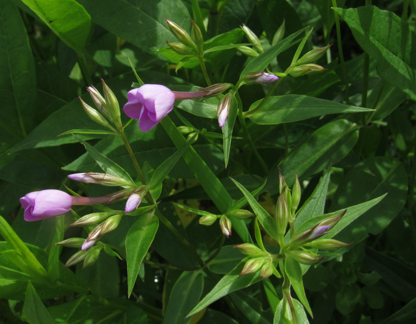 Изображение особи Phlox glaberrima.