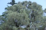 Pinus sabiniana. Верхняя часть кроны. Южный берег Крыма, г. Ялта, в культуре. 21 августа 2019 г.