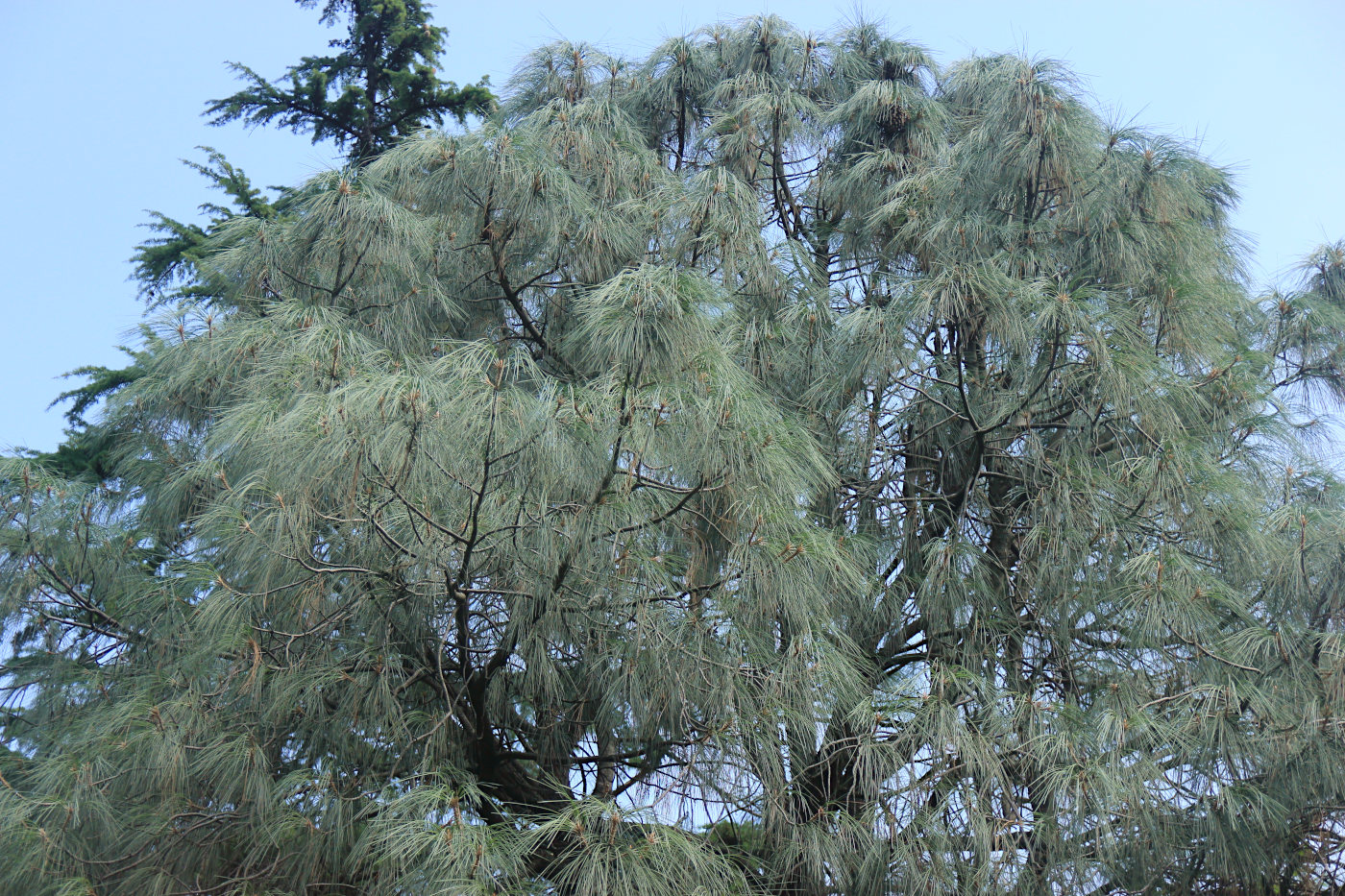 Изображение особи Pinus sabiniana.