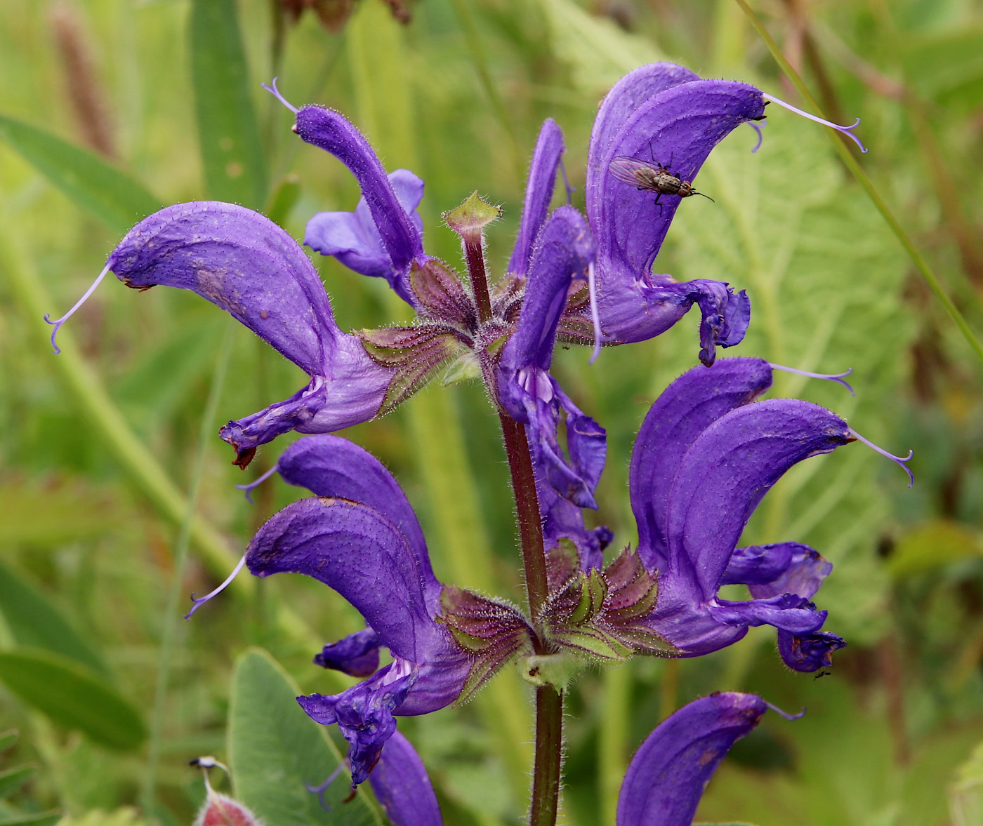 Image of Salvia pratensis specimen.