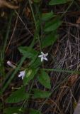 Convolvulus arvensis. Цветок. Тульская обл., Куркинский р-н, степное ур. Горки, луг. 30 июля 2024 г.