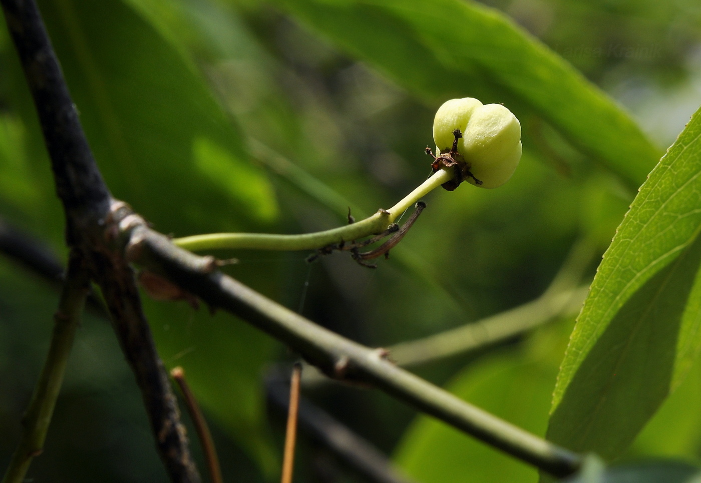 Image of Euonymus maackii specimen.