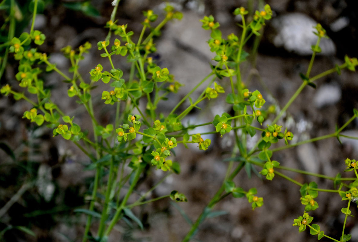 Image of genus Euphorbia specimen.