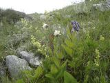 Clematis integrifolia