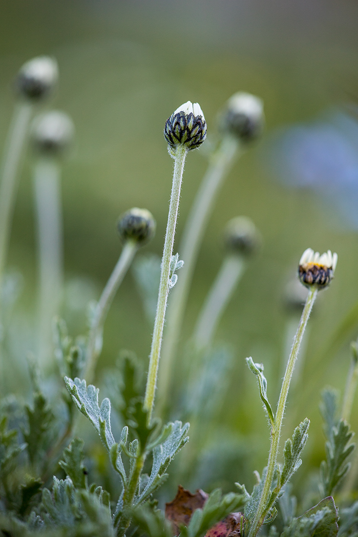 Image of Anthemis saportana specimen.