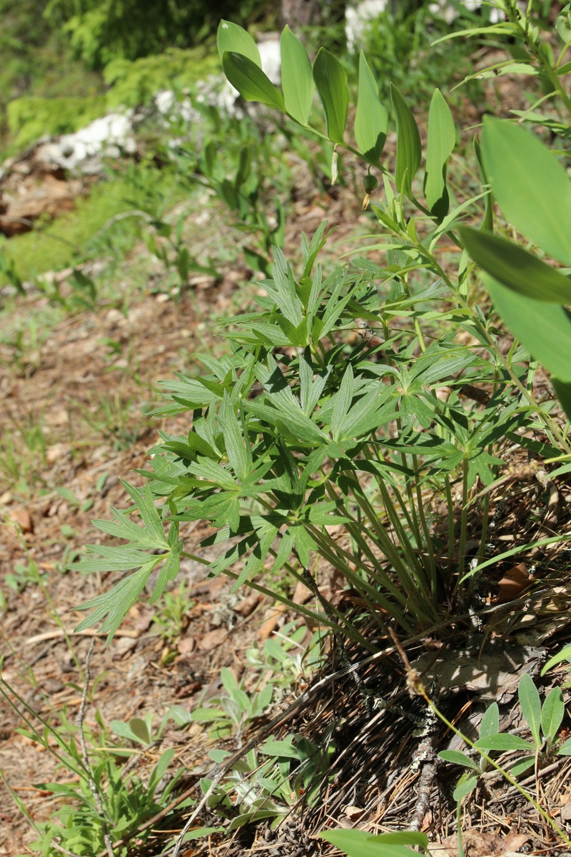 Image of Pulsatilla patens specimen.