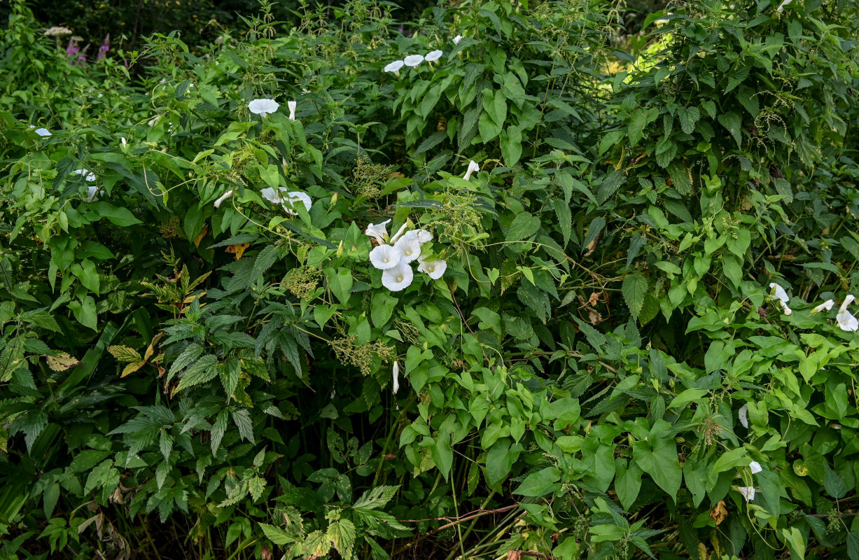 Изображение особи Calystegia sepium.