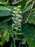 Platanthera sachalinensis. Соцветие. Курильские о-ва, о-в Итуруп, долина р. Водопадная, опушка широколиственного леса, заросли Sasa. 16.08.2023.