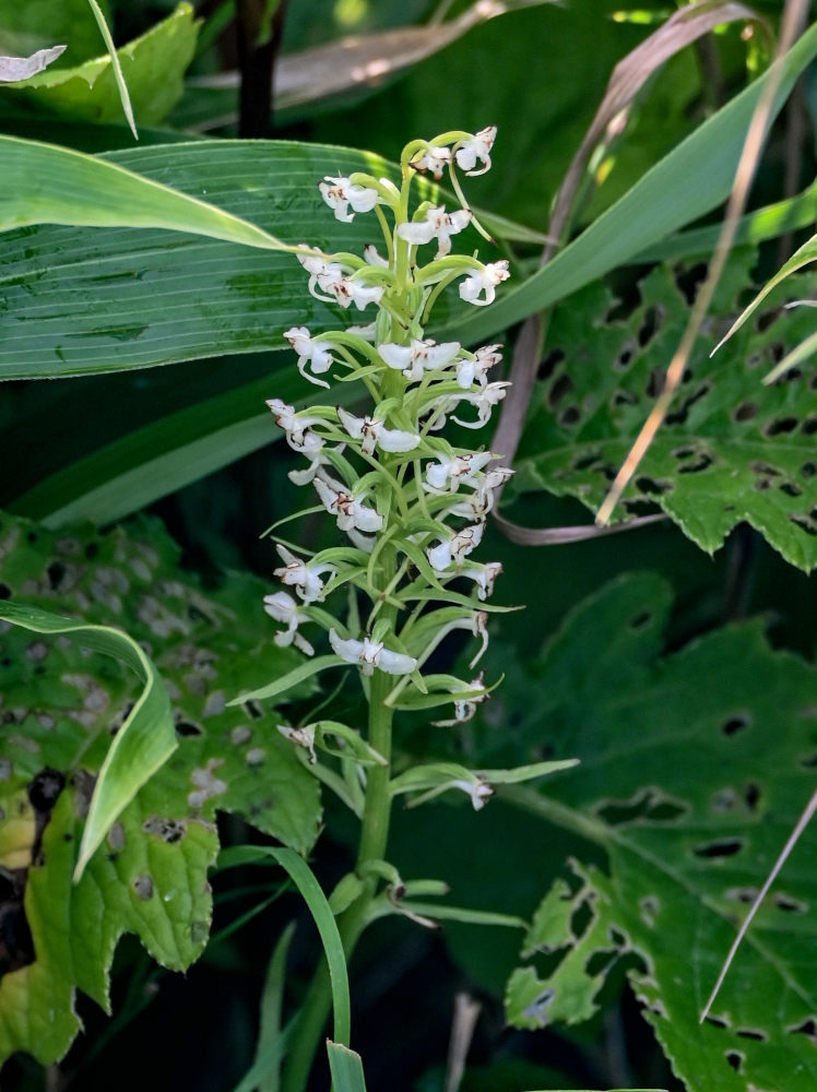 Изображение особи Platanthera sachalinensis.